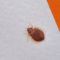 Bed Bugs are as Old as Dinosaurs, Researchers Find